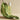 Aloe Vera Hair Gel