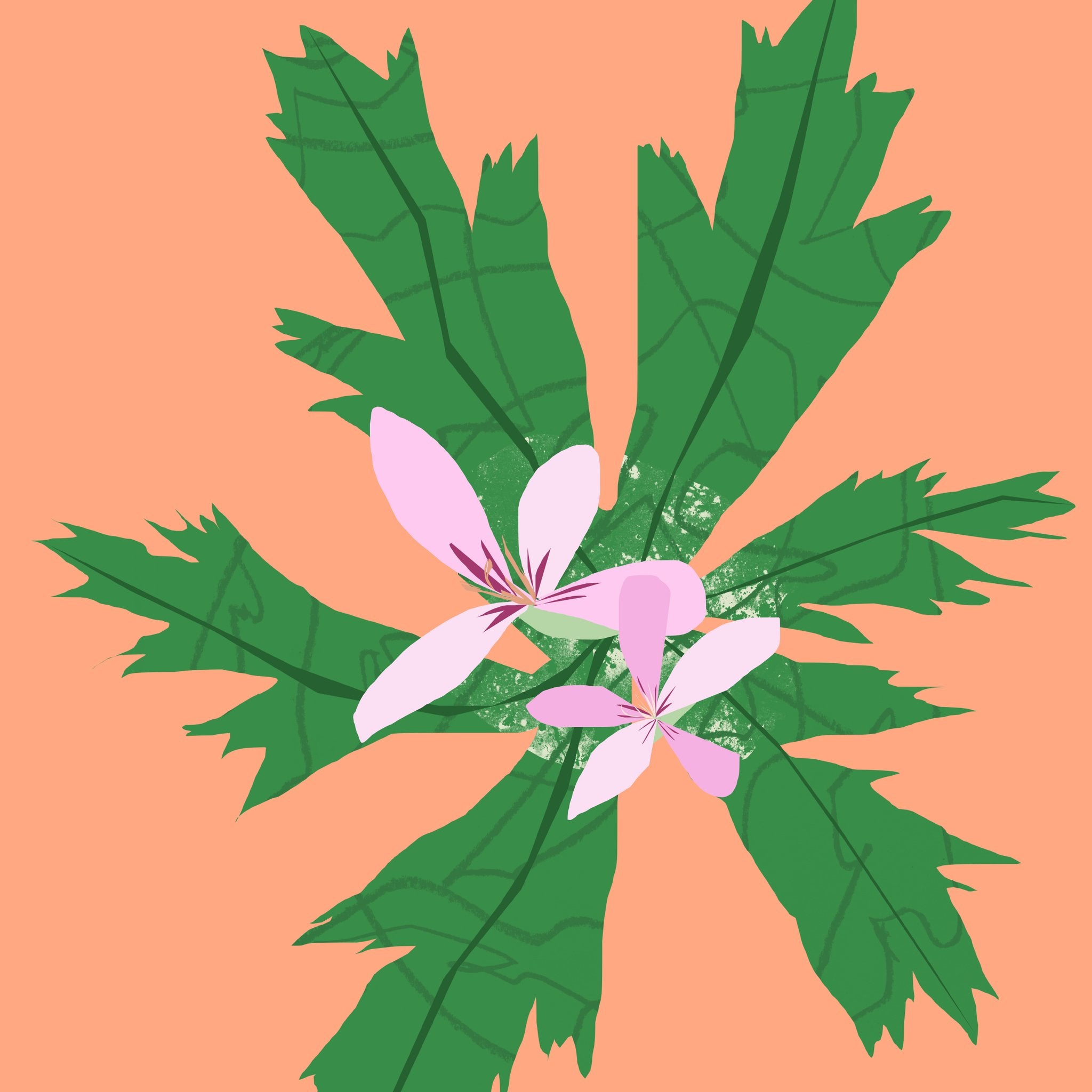 Geranium esenciální olej