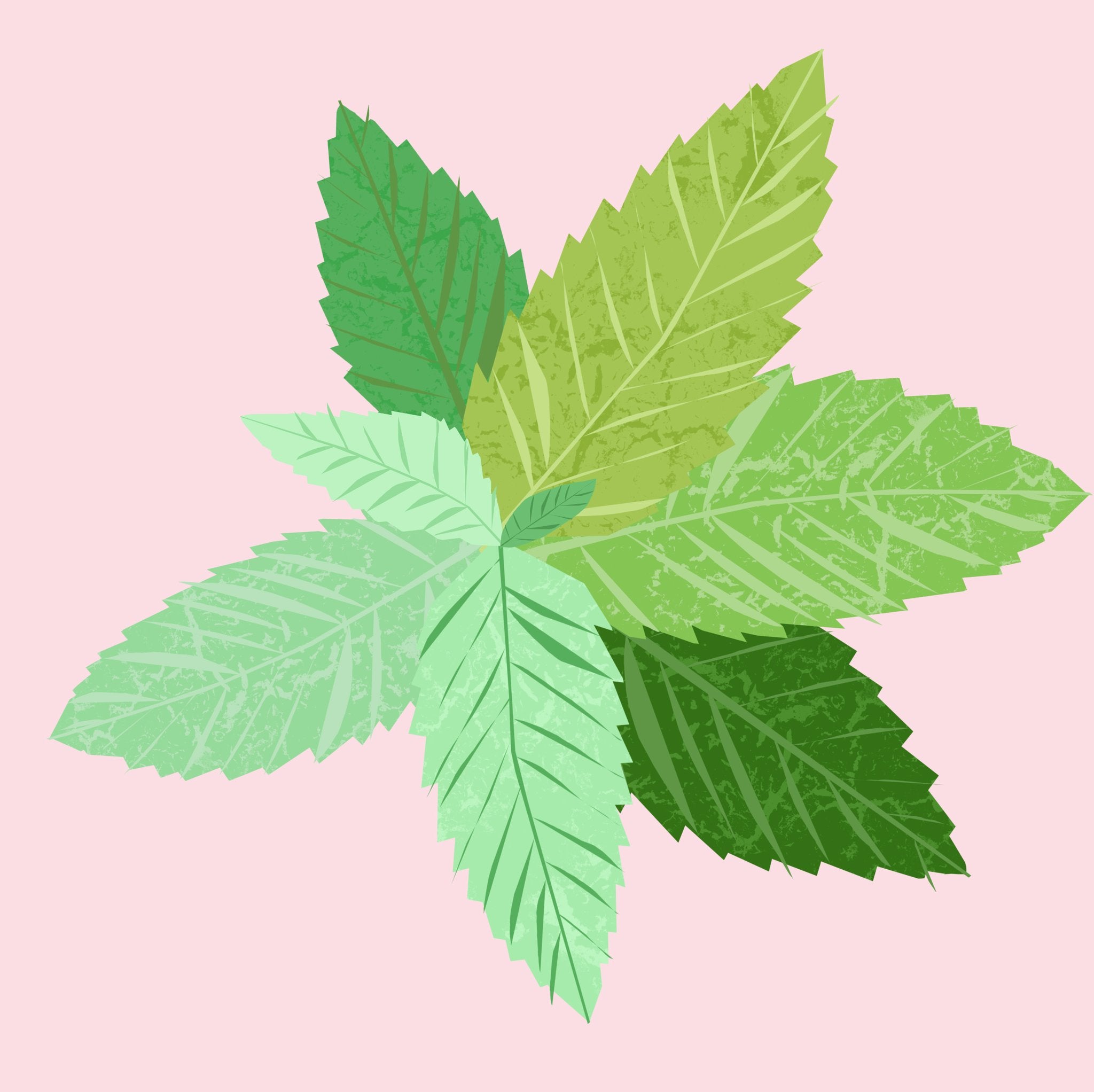 Máta peprná esenciální olej - Peppermint - 12 ml