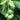 Facial Healing Elixir Tamanu Oil