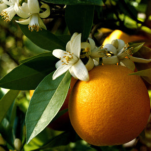 Neroli esenciální olej