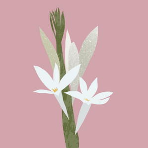Tuberose Absolue esenciální olej